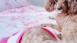 小丫头就爱抢镜头