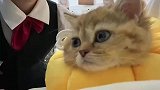 女生和猫猫的第一次见面，一上来就送水晶吊坠