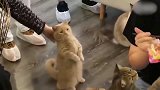 猫咪：主人你看我乖不乖,我也要一口吃的，好可爱啊！