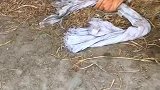 小猪：快放开我，我要去找我的妈妈！