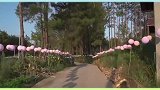 新娘布置一公里气球路，太漂亮了穷和敷衍是两回事