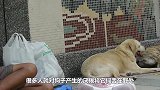 泥坑中有一窝小奶狗，好心男子救回家后，肠子都悔青了