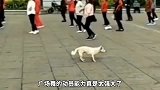 广场舞有毒，大爷大妈小媳妇，还有路边流浪狗都难逃魔爪
