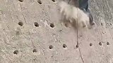 工人这样打洞，是给鸟做窝吗