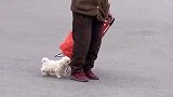 老人带着小奶狗散步，一老一少画面尽显温馨