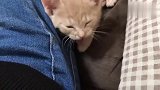 一只非常粘人的小猫咪，非要睡在主人旁边，不然睡不着