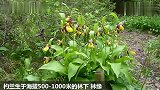 长在自然界的女神之花,估计大多数花友没见过!
