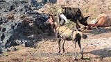 野狗群居然想吃鳄鱼肉，假借喝水设圈套，镜头拍下全过程