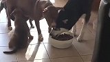 哈士奇果然够二，竟然敢霸占比特犬的饭盆！