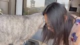 猫咪一看到主人，就要和主人头蹭头，铲屎的我太爱你啦