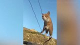 猫咪好厉害啊，怎么还会走钢丝了，真是太聪明了！