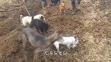 农民正在翻土，突然几道“黑影”蹿出，几只土狗瞬间一拥而上！