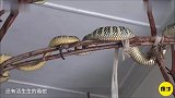 世界上最可怕的寺庙，供奉数万条毒蛇，不会攻击人吗