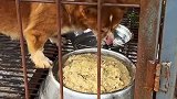 好家伙，鼻子都整秃噜皮了