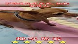 不给狗狗吃东西，狗狗就闹人