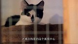 幸运猫咪，小奶猫是个流浪猫，一个善良的家庭决定给它一个家