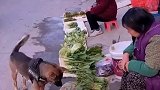 一家人每天吃什么菜都由狗狗决定，快送孩子去上学别耽误了