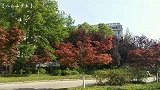 乡土影像：那一片四月之红