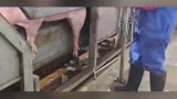 看到眼前这一幕，这就是杀猪的过程