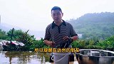 超小厨下雨天做“盘龙鳝”买8斤鳝鱼整条下锅炸，香辣酥脆真过瘾