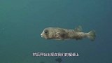这种动物繁殖能力超强，每年被人类吃掉60万吨，仍泛滥成灾！