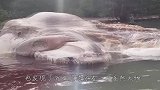 海滩出现30米长动物尸体，专家赶到后，让人们迅速撤离