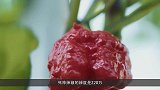 世界上最辣的辣椒，辣度远超死神辣椒，堪称舌尖上的核弹