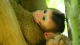 瞧！猴妈对着小奶猴就亲一口，真逗