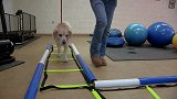 通过运动来保持猎犬健康，训练师教狗狗健身，效果显著