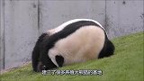 熊猫躺在地上打滚，竟然还做高难度瑜伽，熊猫还开心的张开嘴笑