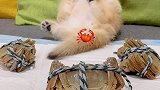 当无辜脸小盆友第一次遇上大螃蟹。