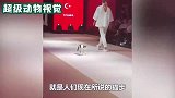 猫咪走出六亲不认的步伐，画风奇特还带着一丝搞笑，镜头记录全程