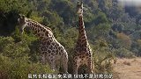 鬣狗兄弟盯上了小长颈鹿，结果被一招“断子绝孙踢”给赶走了