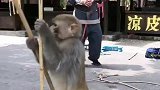 猴子上路了。