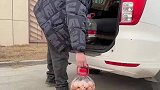 男子回家一趟收获满满，鸡跟狗是咋放进去的