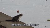 男子发现一只流浪猫，猫咪直勾勾盯着河面，男子的举动令人感动