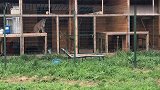 大猫：铲屎官真受欢迎，尤其是猫