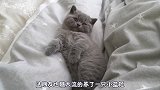 猫咪看见家里来了不速之客，缩到柜子里，主人：真有出息