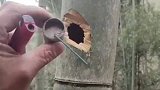 往竹子里面扔鞭炮，这也是人干的事？