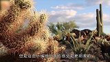 国外老哥山崖间跳跃，不料脚底一滑，整个人滑了下去