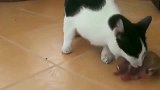 主人捡回一只流浪小奶狗，猫妈妈把它当自个孩子养