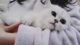 买了一只像晚晚的猫咪，但不知道取什么名字，卑微铲屎官在线求名
