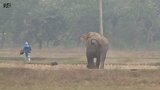 印度一醉酒男子试图与大象自拍惹怒大象 险些被踩死