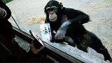 男子给动物园的猩猩看美女视频，猩猩的反应逗笑游客