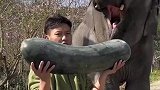 大象真讲究，吃冬瓜之前像黄瓜一样