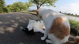 2只猫咪马路上大打出手，看这架势，没个两天两夜难分胜负