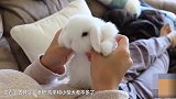 超肥的兔子挑衅狗狗 兔子的结局 我看笑了！
