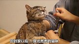 猫咪剃毛后，突然发现自己生命力没了，一脸生无可恋！