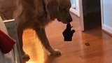 狗：偷东西被铲屎官发现了，怎么办！