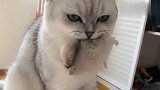 仓鼠：猫哥嘴下留情，我不是老鼠啊，猫咪：都一样。